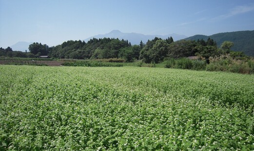 kosobatei's image 15