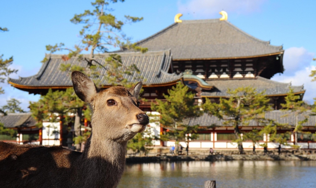 【奈良美食全攻略】必吃鄉土料理、米其林餐廳推薦