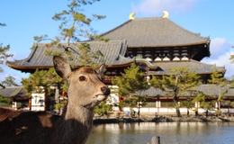 【奈良美食全攻略】必吃鄉土料理、米其林餐廳推薦