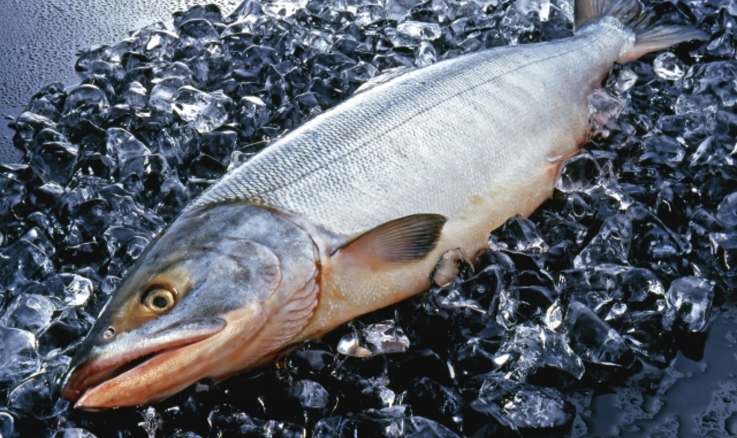 Salmon
