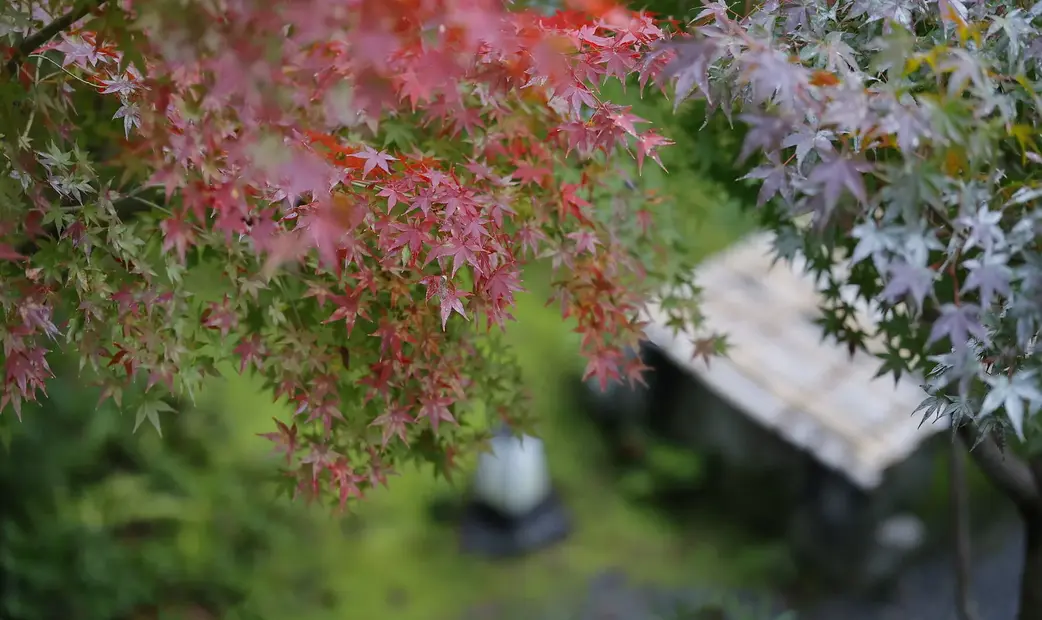 Shimogamo Saryo_20261026112230