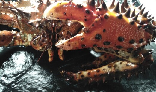 料理屋 素's image 7
