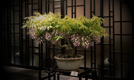 마토이 긴자's image 6