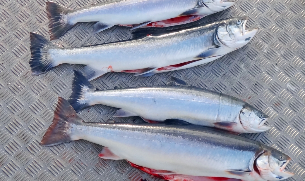 Salmon After Roe (Ikura) Has Been Harvested